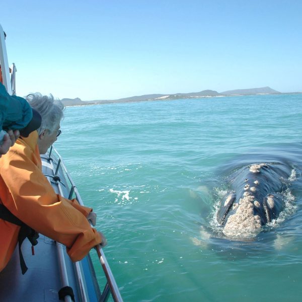 Web grootbos experience whale watching boat 02