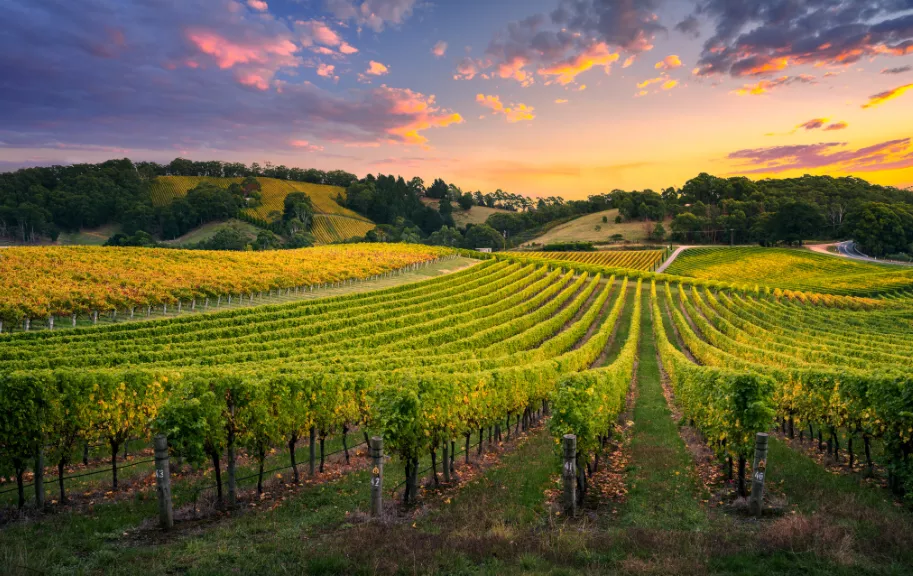 Vineyard in Maipo Valley