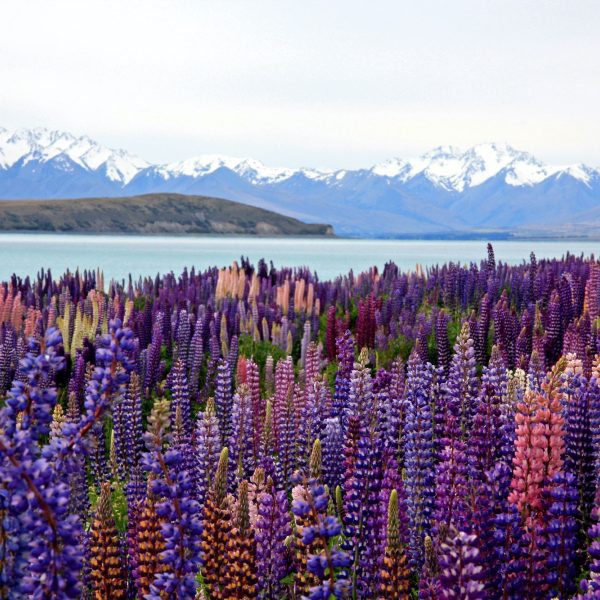 Take a Day Tour to Lake Tekapo