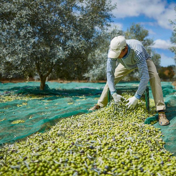 Taste Olive Oil in Upper Douro