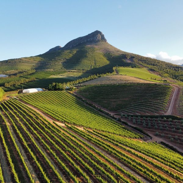 Visit Stellenbosch