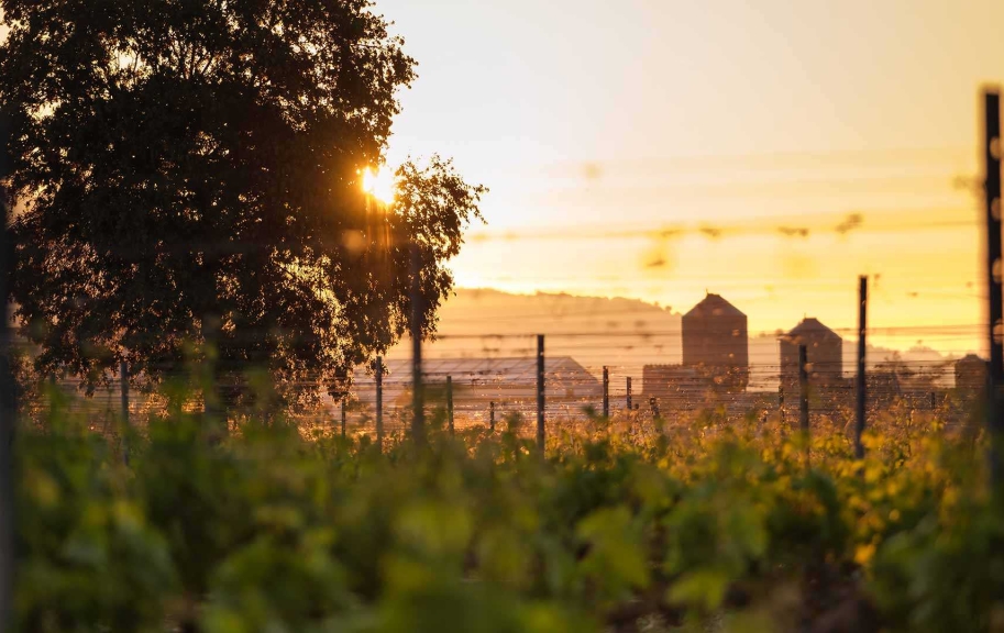 Monasterio de Valbuena vineyard