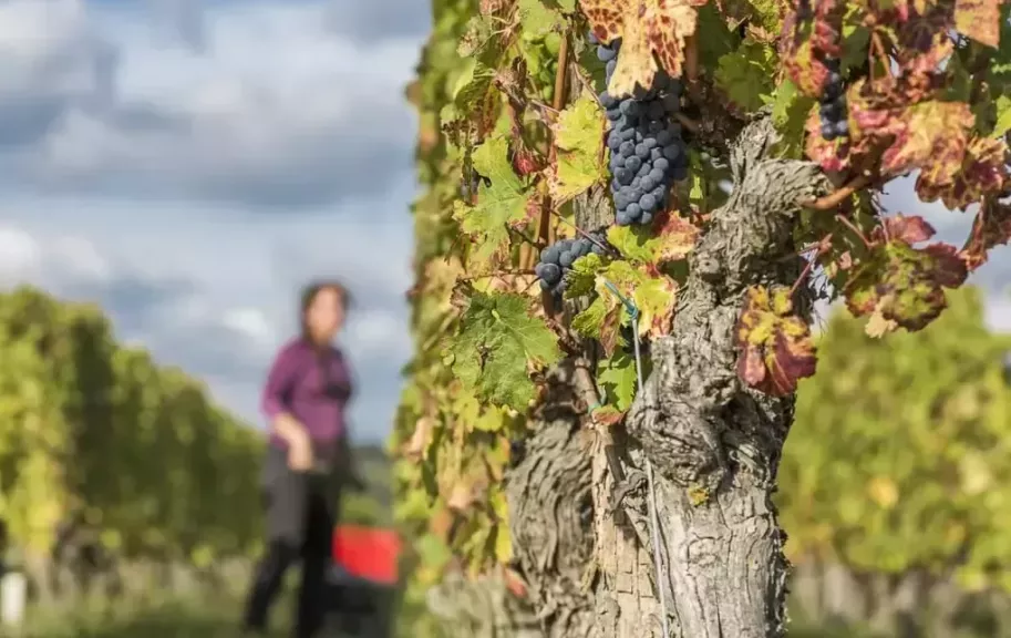 Vignobles de saint Nicolas de Bourgueil Vendanges à la main jpg