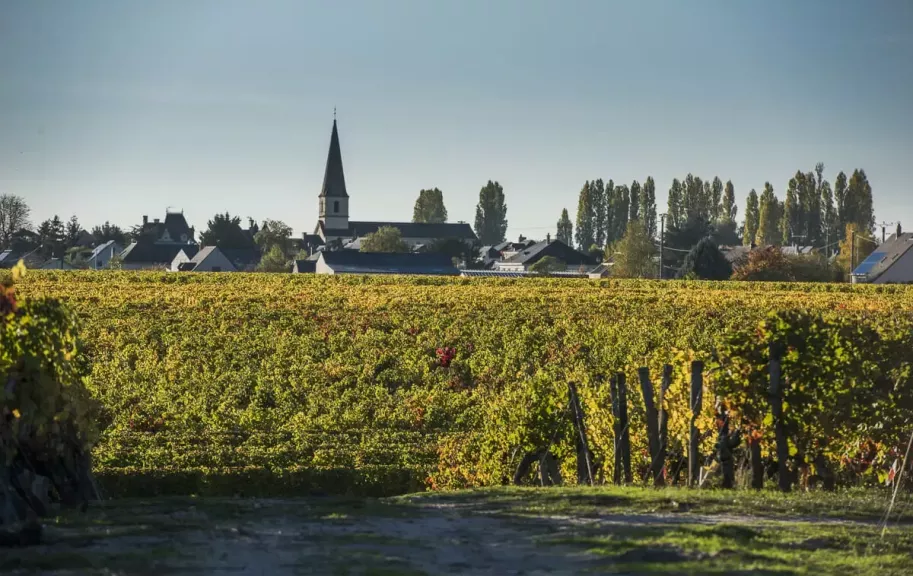 Paysage d automne Saint Nicolas de Bourgueil