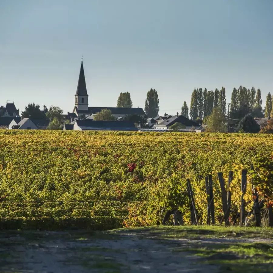 Paysage d automne Saint Nicolas de Bourgueil