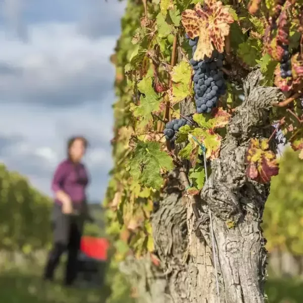 Visit Saint Nicolas de Bourgueil Wineries