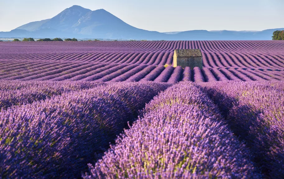 Provecne Lavender